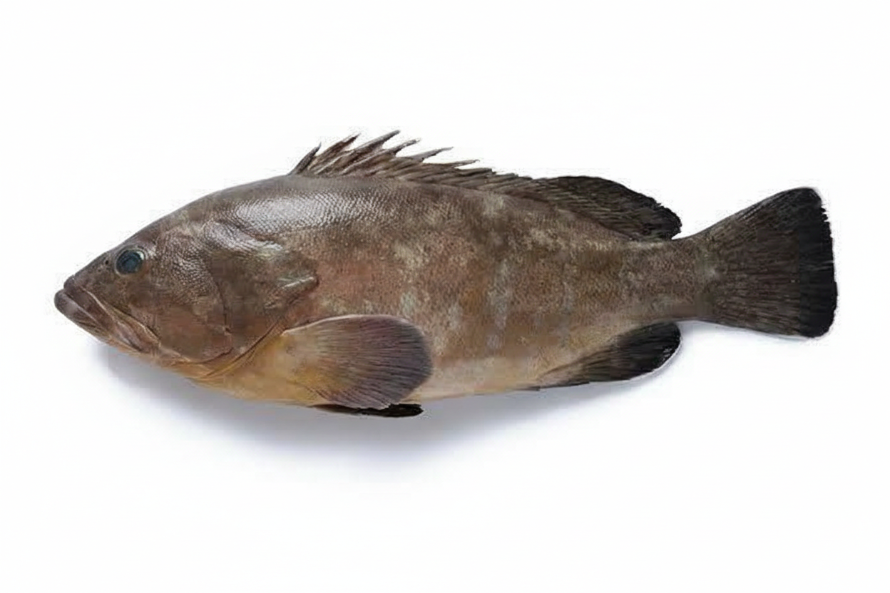 Grouper/ chukkala bonthu